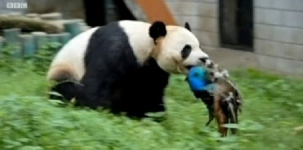 Китайские панды начали бороться за мясо