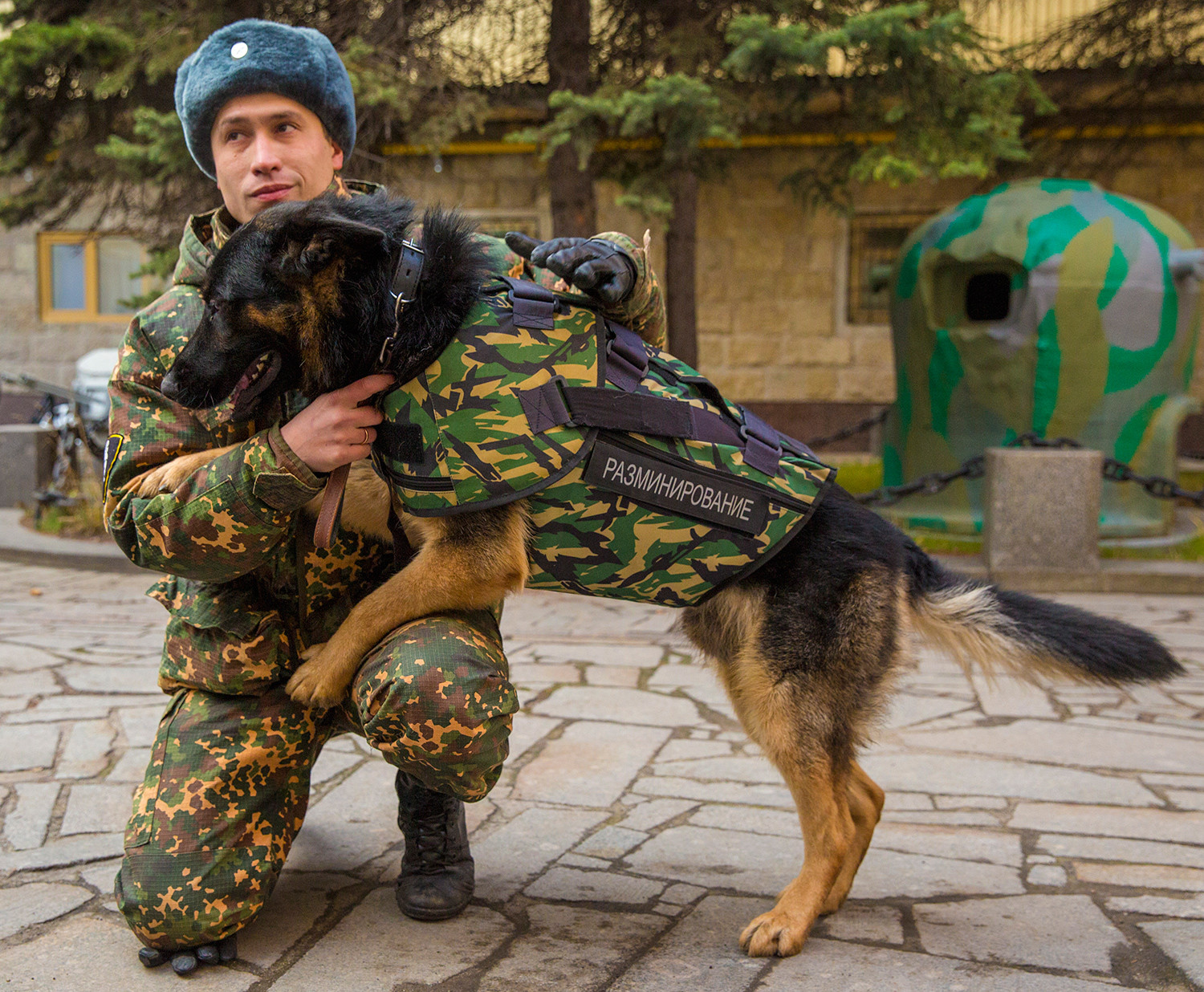 Собака В Военной Форме 