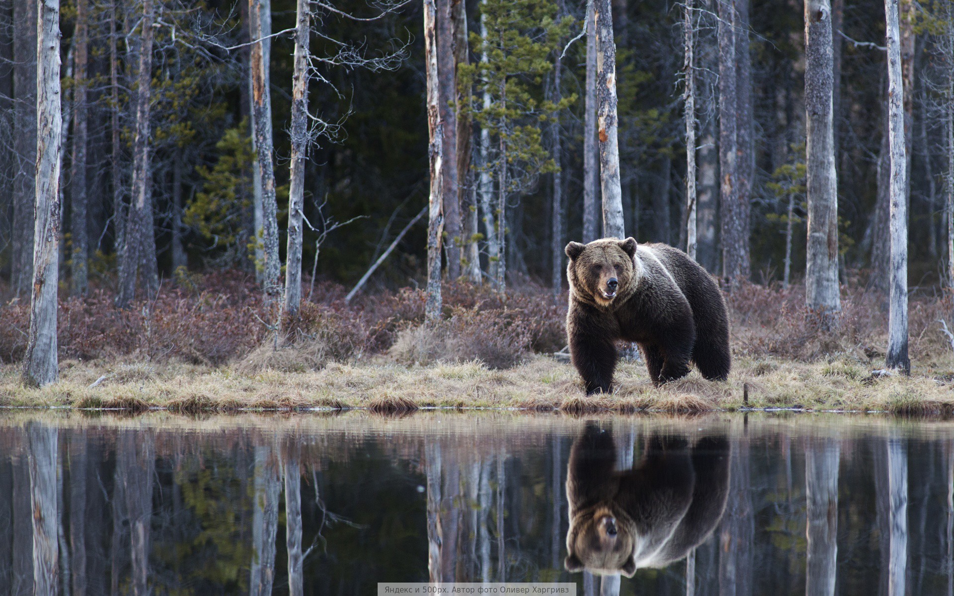 Дикая россия видео. Бурый медведь хозяин тайги. Бурый медведь в тайге. Бурый медведь в тайге России. Бурый медведь ЯНАО.