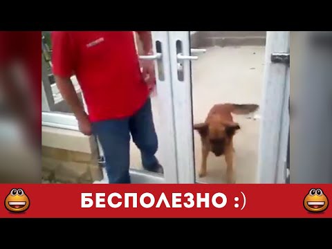 Собака и двери 