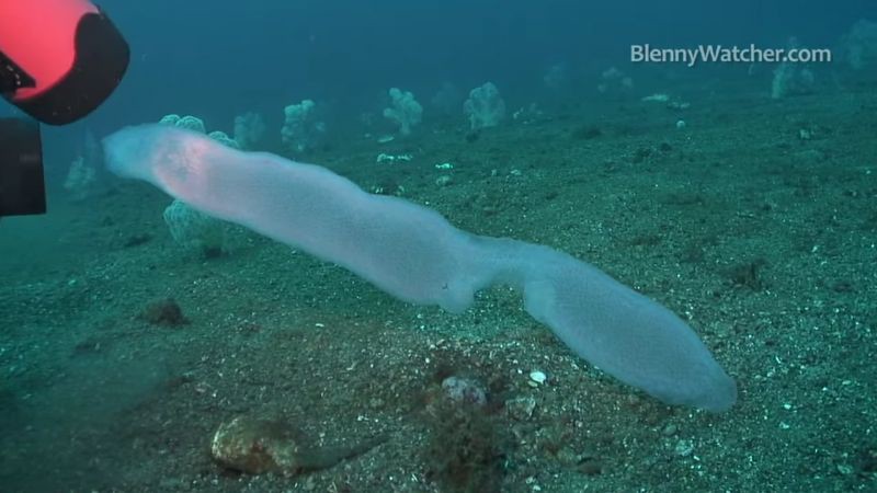 Пиросомы – одни из самых странных обитателей подводного мира Пиросомы, подводный мир