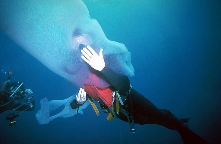 Пиросомы – одни из самых странных обитателей подводного мира Пиросомы, подводный мир