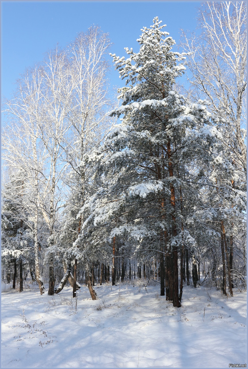 Весенние ручьи. Снег обтаял под сосною. Снег обтаял под сосною. Сосновый лес весной. Лес сосны.