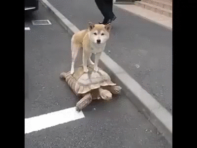 Что только не увидишь на улице Что только не увидишь на улице