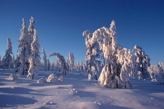 Cold region. Климат Верхоянска. Климат зимой в России. Холодный климат России. Оймякон природа зимой.