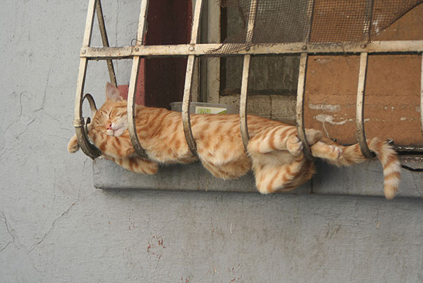 Підбірка світлин про стійкість котів і непохитність у бажанні виспатися - фото 4