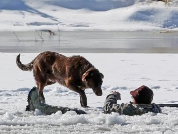 Верный пёс ждал, пока его хозяина спасали из холодных вод реки