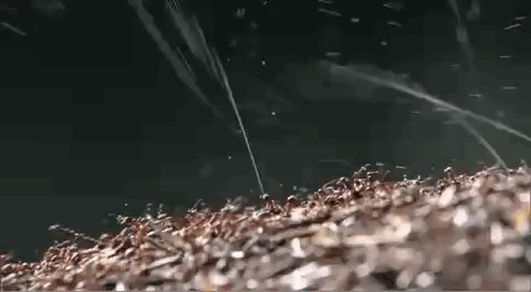 Оборона муравейника