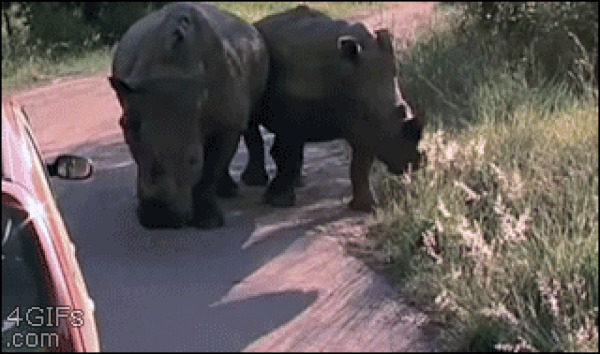 24. Носороги такие подлые, что без зазрения совести скрываются с места ДТП