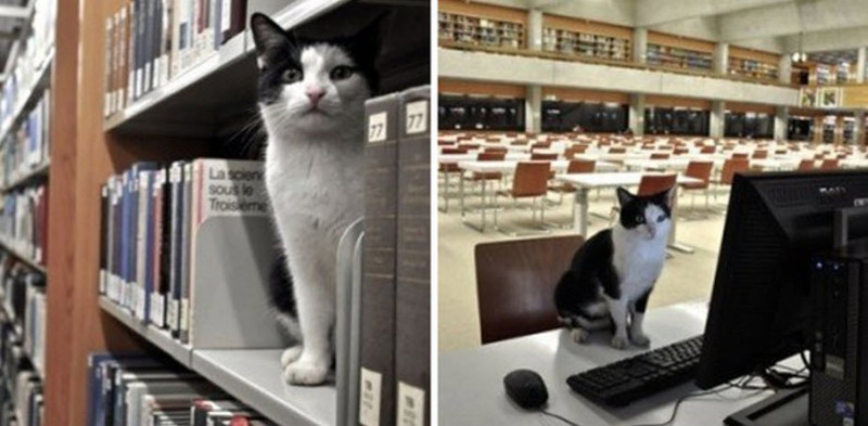 7. А этот кот так много времени проводил в библиотеке, что ему даже выдали читательский билет 