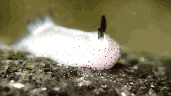 Голожаберный моллюск, похожий на симпатичного кролика