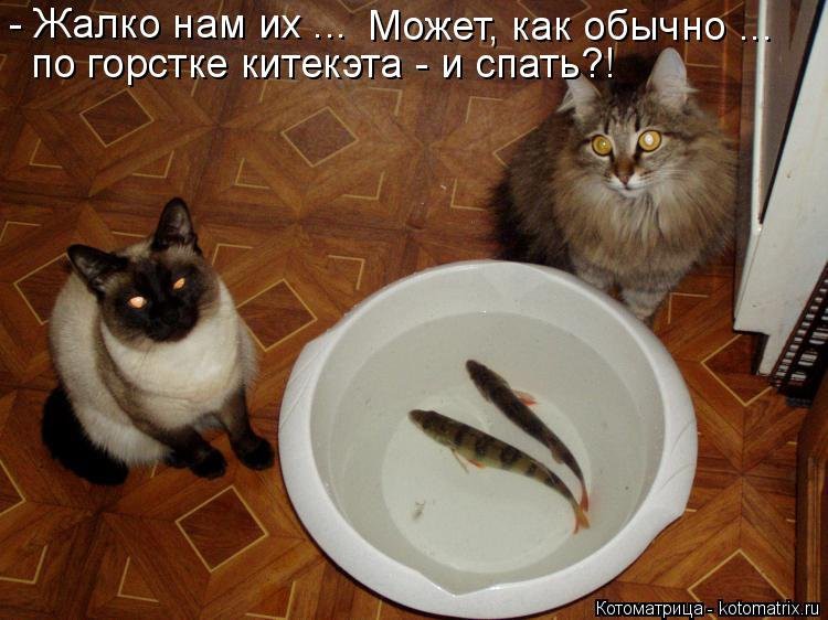 Смочь жалко. Кот и рыба юмор. Коты и рыба приколы. Кот хочет рыбу. Кот и рыба прикол.