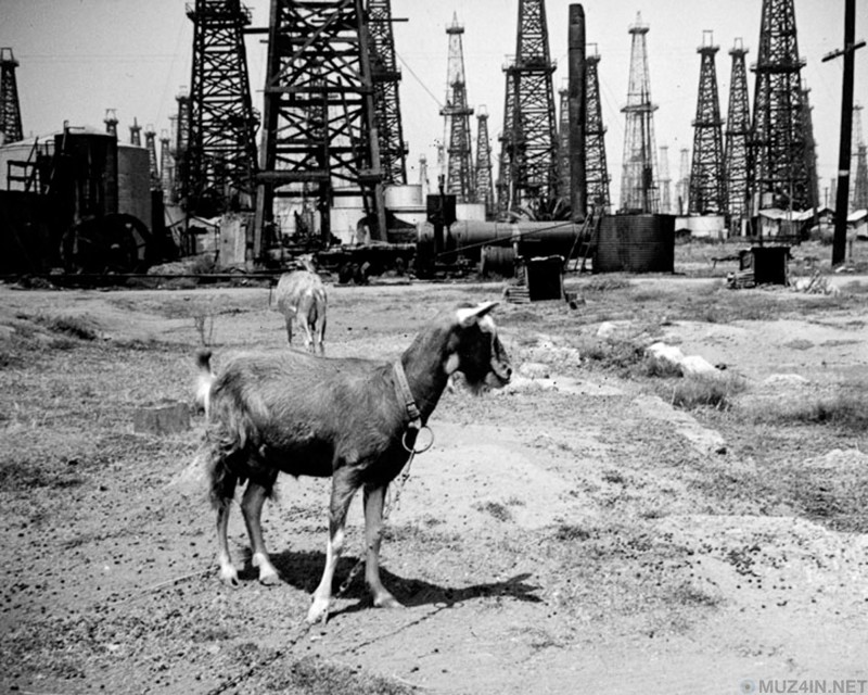 1920-1953: Нефтяная лихорадка Венецианский пляж, Марина-Дель-Рей, Калифорния, США