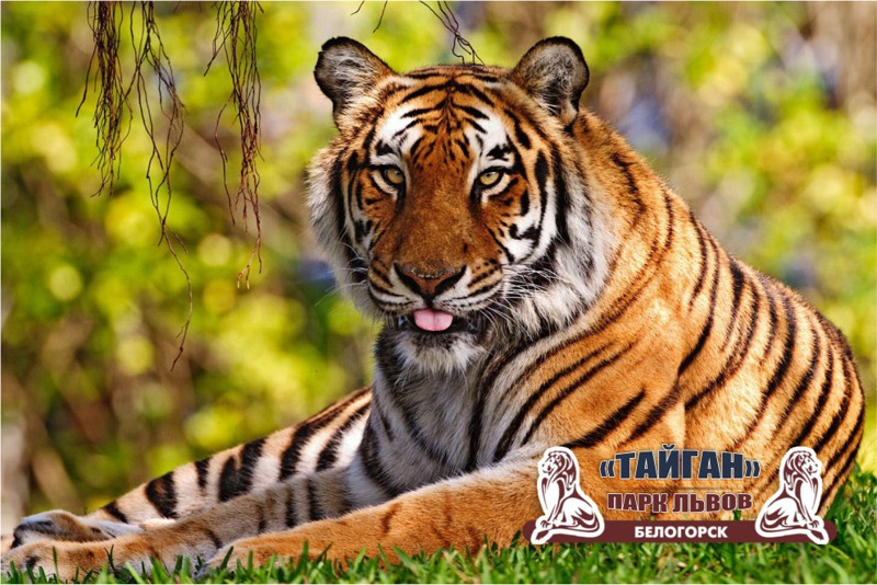 Сафари-парк "Тайган" и зоопарк "Сказка" под угрозой.