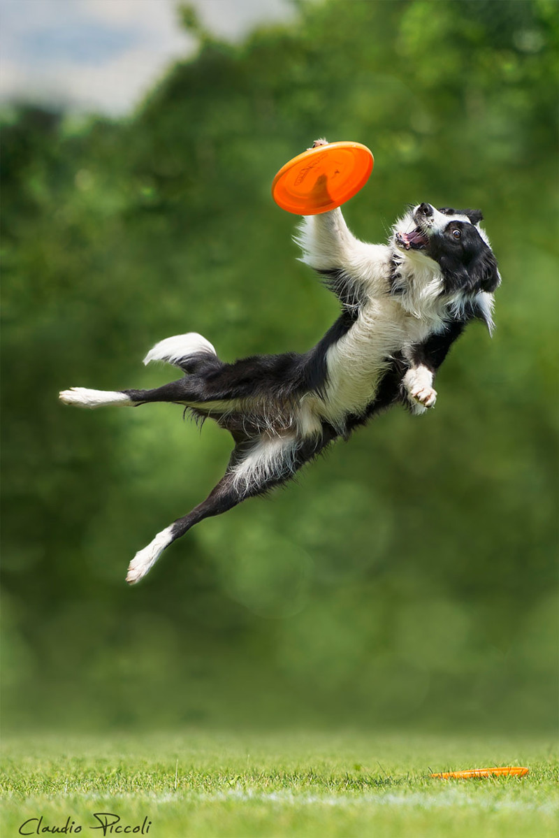Собаки, которые умеют летать: забавная и милая фотосессия от Клаудио Пикколи