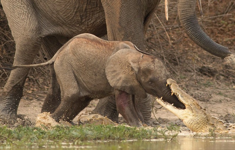 Мама-слониха спасла слоненка от крокодила