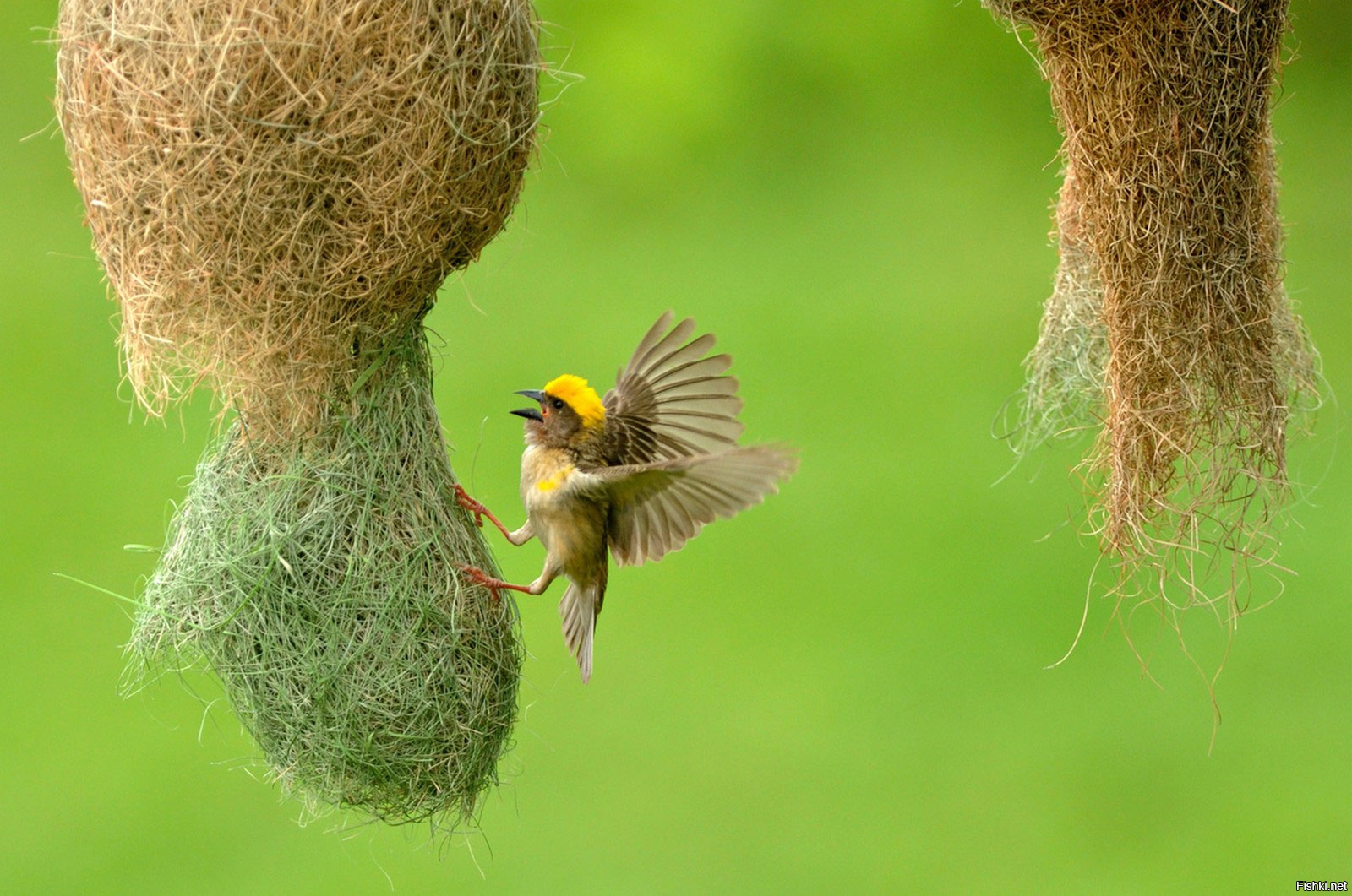 A bird. Ткачик птица гнездо. Африканские ткачики гнезда. Гнездо вьюркового Ткачика. Птица Ткач гнезда.