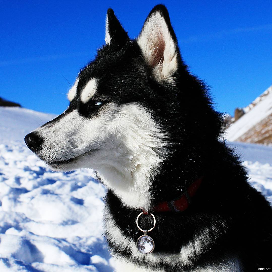 Husky's. Сибирский хаски злой. Сибирский хаски злится. Сибирская хаски агрессия. Злобный хаски.