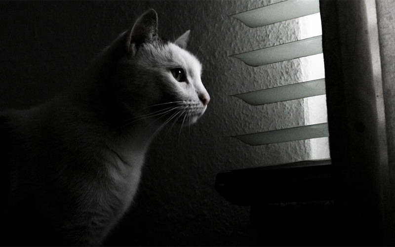 Сидя у окошка: пронзительные фото грустных кошек, ждущих возвращения хозяев