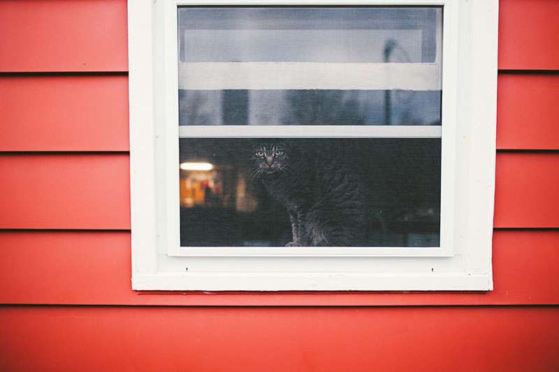 Сидя у окошка: пронзительные фото грустных кошек, ждущих возвращения хозяев