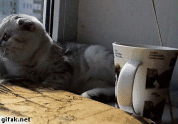 Первый кот в истории, который столкнул чашку со стола... нечаянно