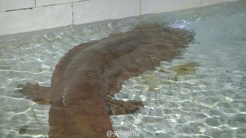 Редчайшую 200-летнюю исполинскую саламандру обнаружили в Китае