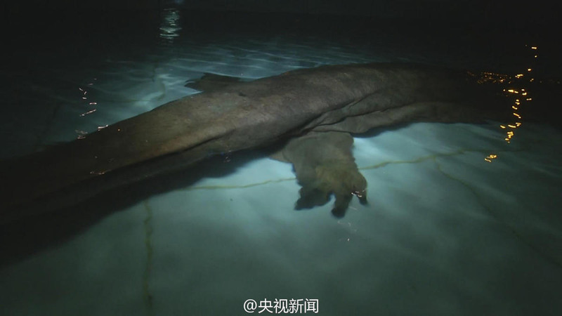 Редчайшую 200-летнюю исполинскую саламандру обнаружили в Китае