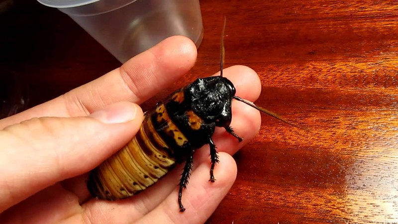 10 самых странных насекомых планеты