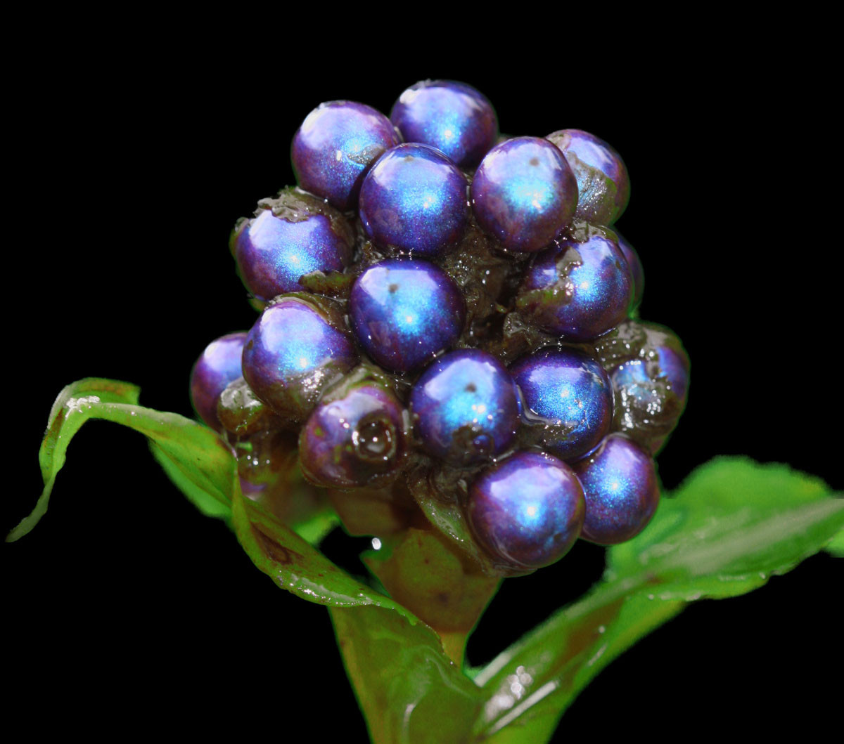 Pollia condensata растение