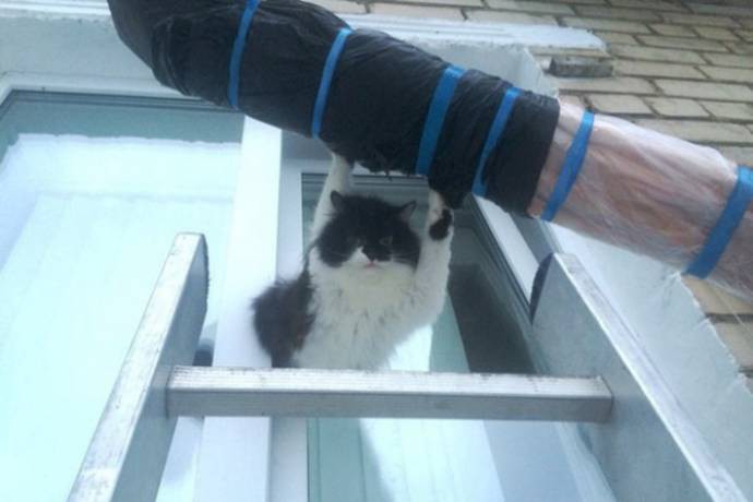 В Озёрске помогли застрявшему в окне коту