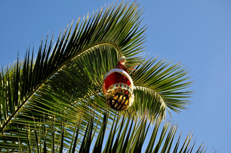 Новогодняя пальма в Сочинском парке Ривьера