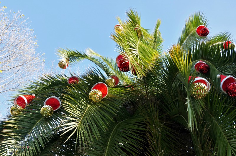 Новогодняя пальма в Сочинском парке Ривьера
