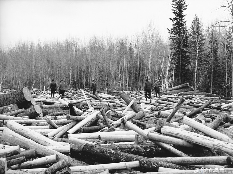 Когда деревья были большими: 1892-1937: американские лесорубы