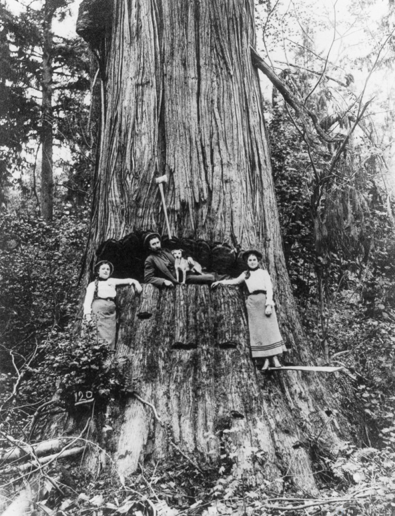 Когда деревья были большими: 1892-1937: американские лесорубы