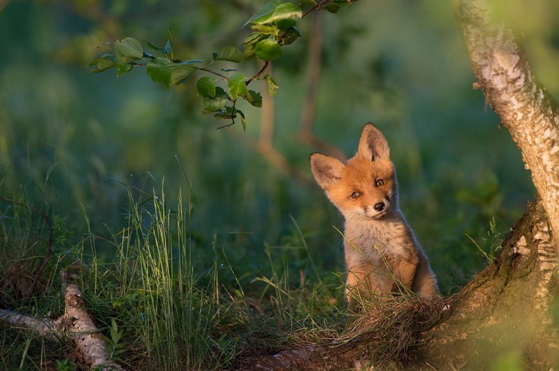12. Рыжая лисица national geographic, животные, природа