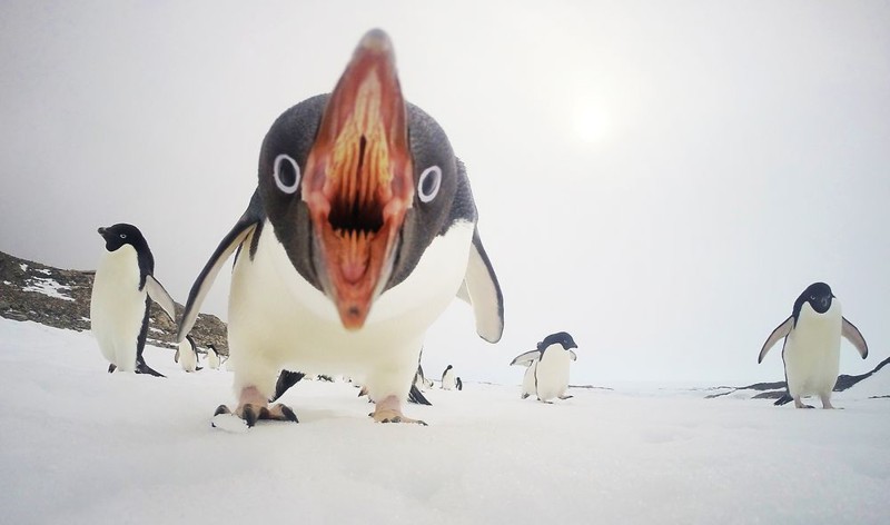 13. Злой пингвин national geographic, животные, природа