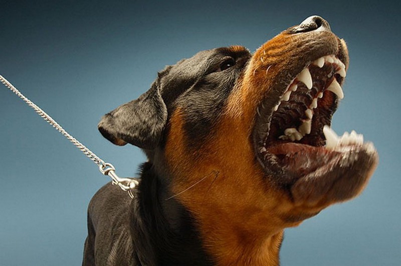 ТОП - 9 самых опасных пород собак в мире!!