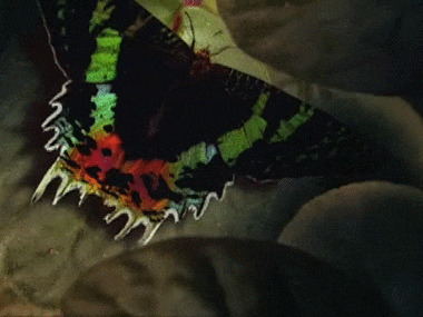 15. Крыло бабочки под микроскопом