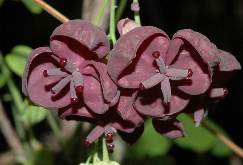 3. Акебия пятерная или Шоколадная лиана (Akebia quinata)