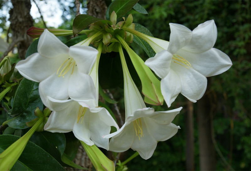 5. Портландия крупноцветковая (Portlandia grandiflora)