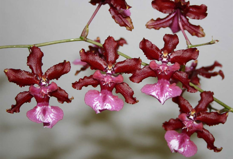 6. Орхидея (Oncidium «Sharry Baby») или Шоколадная орхидея
