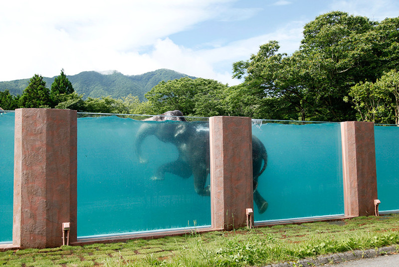 В японском зоопарке построили 65-метровый бассейн, чтобы продемонстрировать, что слоны умеют плавать, 11 июля.