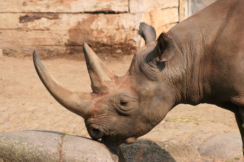 Рог носорога