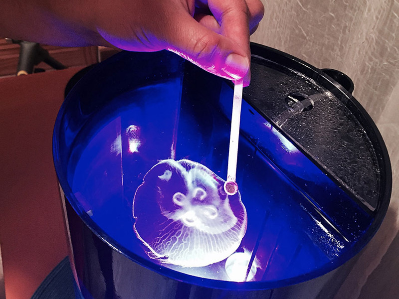 Аквариум для содержания медуз в домашних условиях