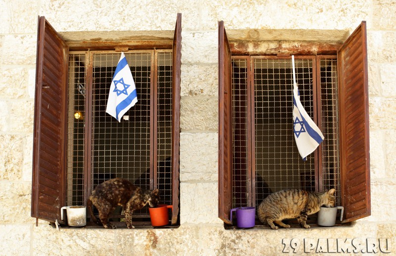 А мы, израильские коты, только кошерное трескаем...