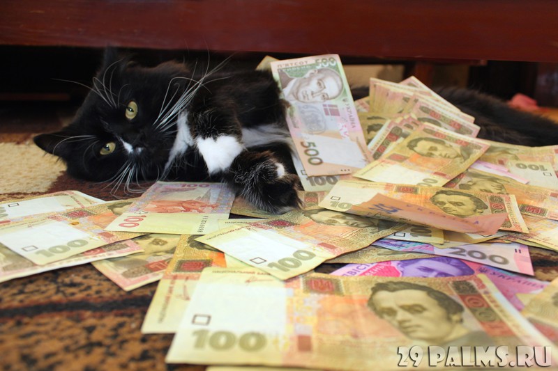 А нам, буржуйским котам, одна радость от этих долларов