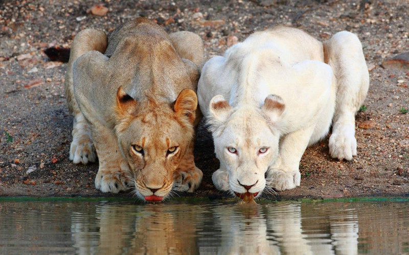 Две львицы на водопое.