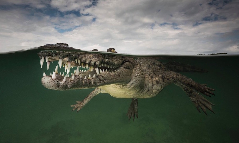 Очень рискованный снимок крокодила.