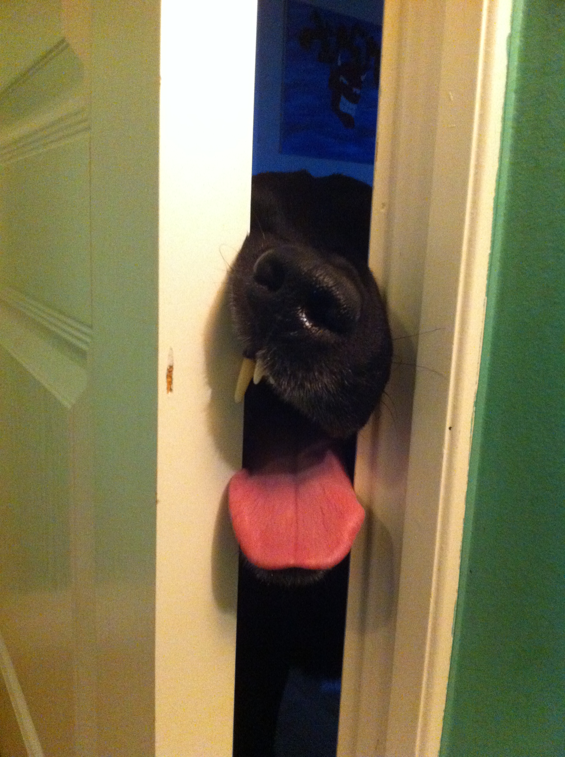 Откройте дверь прикол. Смешные двери. Кот заглядывает в дверь. Дверь прикол. Лезет в дверь.