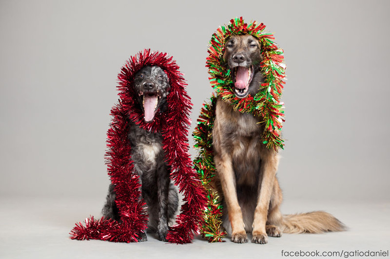 Рождественские портреты собак